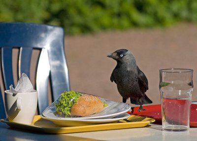 Jackdaw lunch - Fred