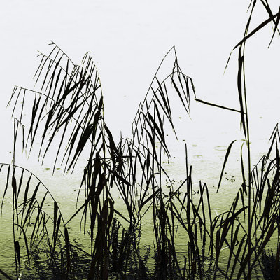 Reeds in Rain by Kev