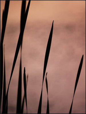 reeds - brent