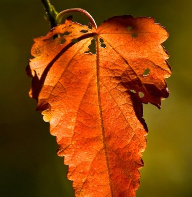 Late autumn leaf by Dennis