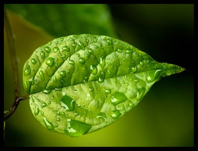 Green Rain  by Brian H Kelly