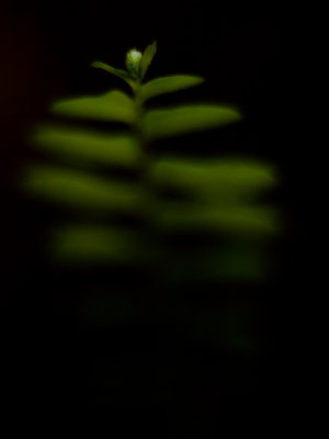 Growing in the dark - by endika