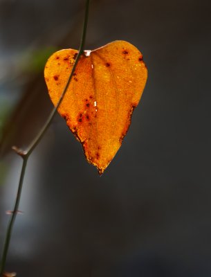 leaf - Catman