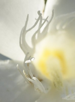White oleander - by endika