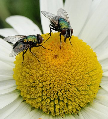 flies gossiping on shasta daisy - brenda