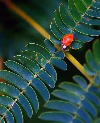 fern lady bug - Catman