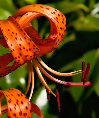 Tiger lily by Dennis