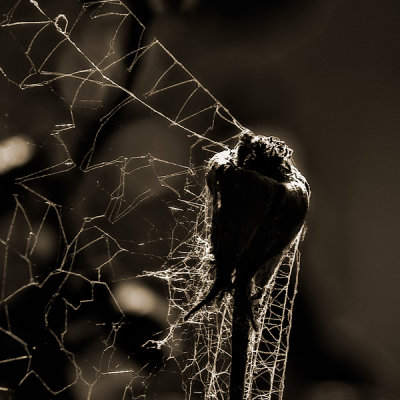 A spiders home by Dennis