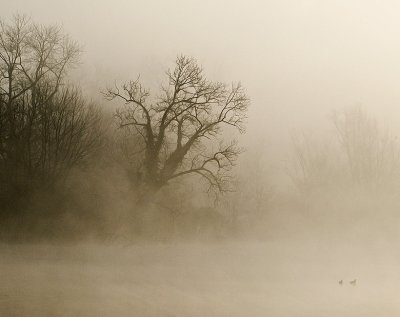 Morning fog - Miro
