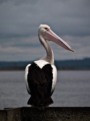 Pelican on jetty by Dennis