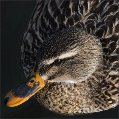 ducky - brent