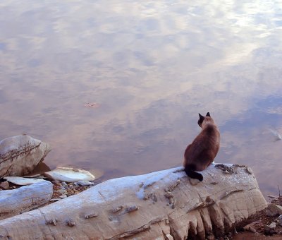 Contemplating natures patterns- Catman