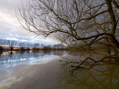 Flooded trees - Bruce