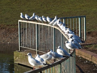 Bird Rail -John