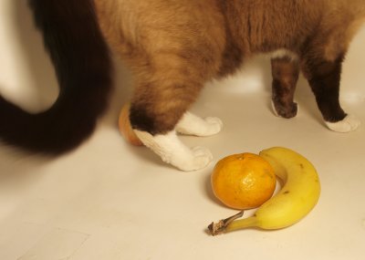 Banana cattail - catman