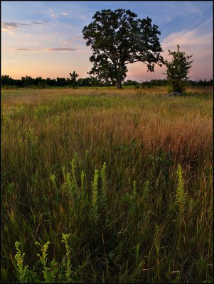 Louisville Swamp - brent