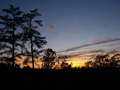 Trees sunset - Steve F