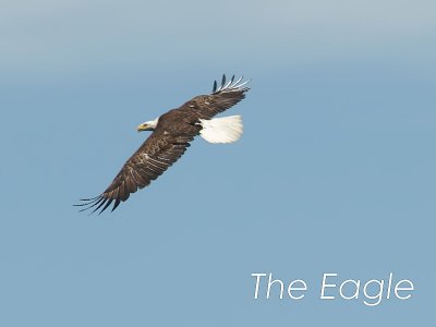 The Eagle - Brenda