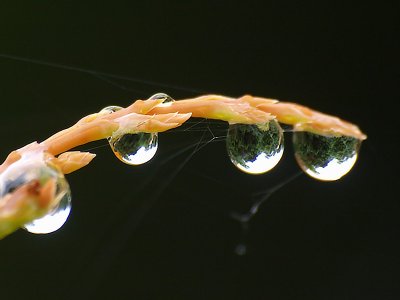 Little drops of rain -ArtP