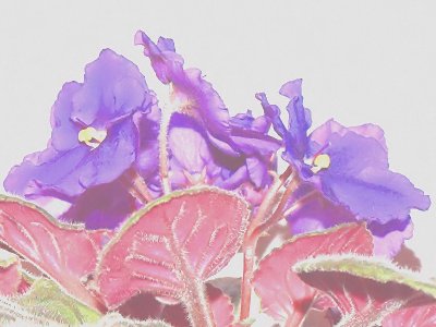 5th - windowsill violets - brenda