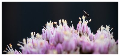 Insect Landscape - Bennet