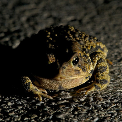 Hello Toad! - acwalbur