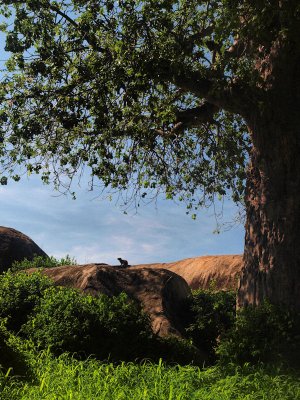 The Guardian on the rock - Kleivis