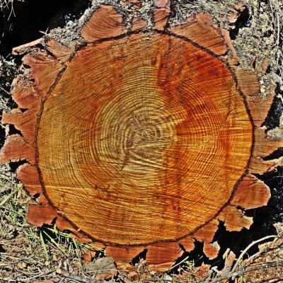 Tree rings - BarryRS