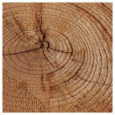 Tree Rings-Markers of Enviromental History-Shirley