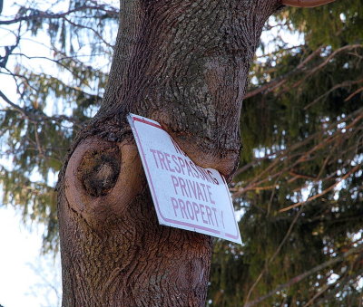 Dont mess with this tree! -ArtP