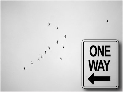 One Way_Seagulls-Shirley