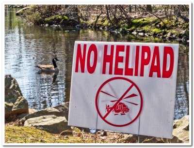 Helipads in a quiet town are for the birds - Brad