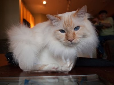 Cat in a Box Milo-Shirley