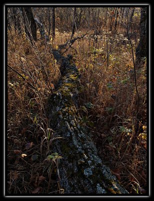 fallen log - brent