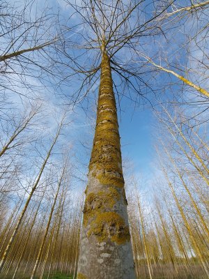 Spring birches - Bruce