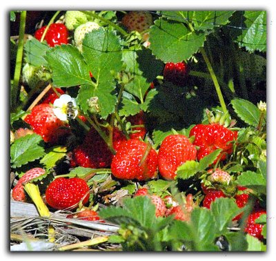 strawberries in the garden- Catman