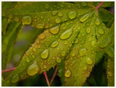 Spring Rain --- OaklandWoody