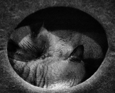 Cosy cats by Dennis