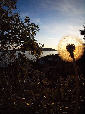 Dandelion Sunset - Goffen