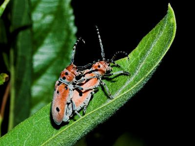 g3/07/527607/3/54551568.Milkweed_Long_horn_beetle_P7053151_07052005001b.jpg