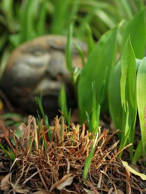 g3/07/527607/3/54626638.TulipGaurdianWeb.jpg