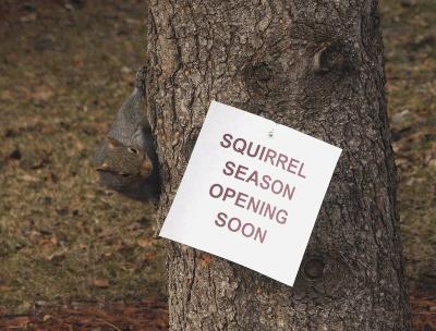 Squirrels-parody of Girls by The Beastie Boys-Shirley
