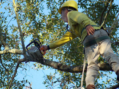 g3/07/527607/3/57686345.TreeTrimmer1800.jpg