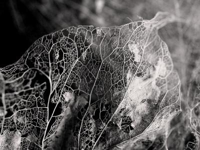 Skeletonized leaf - OaklandWoody
