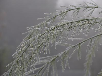 Frosty days - Bruce Clarke