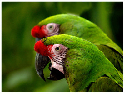 Parrot x2   by Brian H Kelly