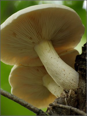 mushrooms original