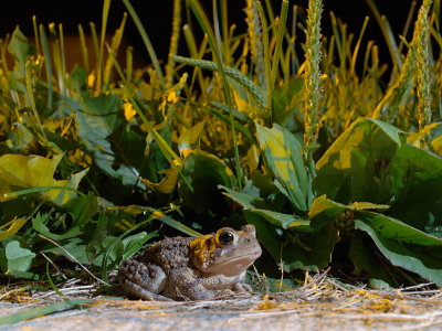Tiny toad under double light - acwalbur