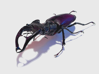 Stag beetle - Miro