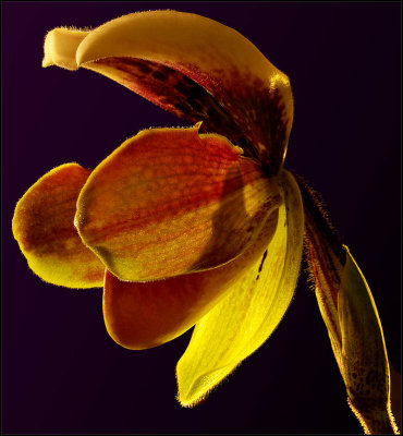 open orchid - brent
